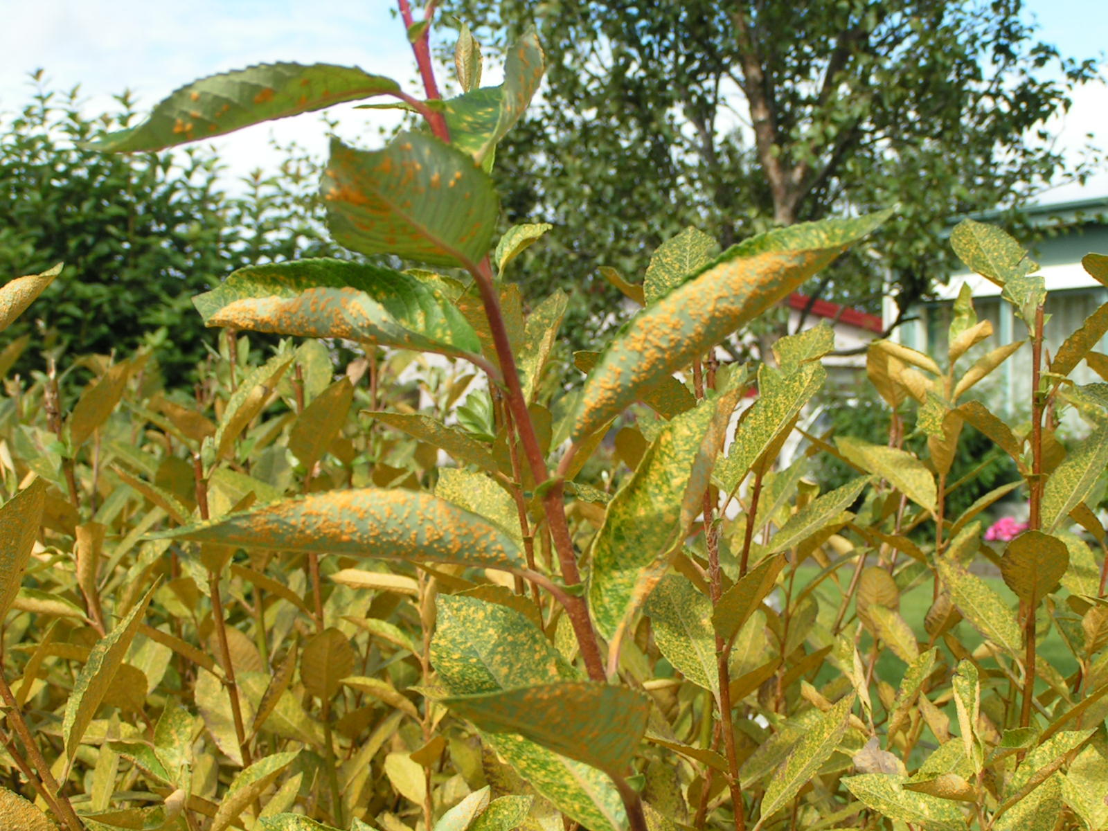 Víðiryð á heggstaðavíði.jpg